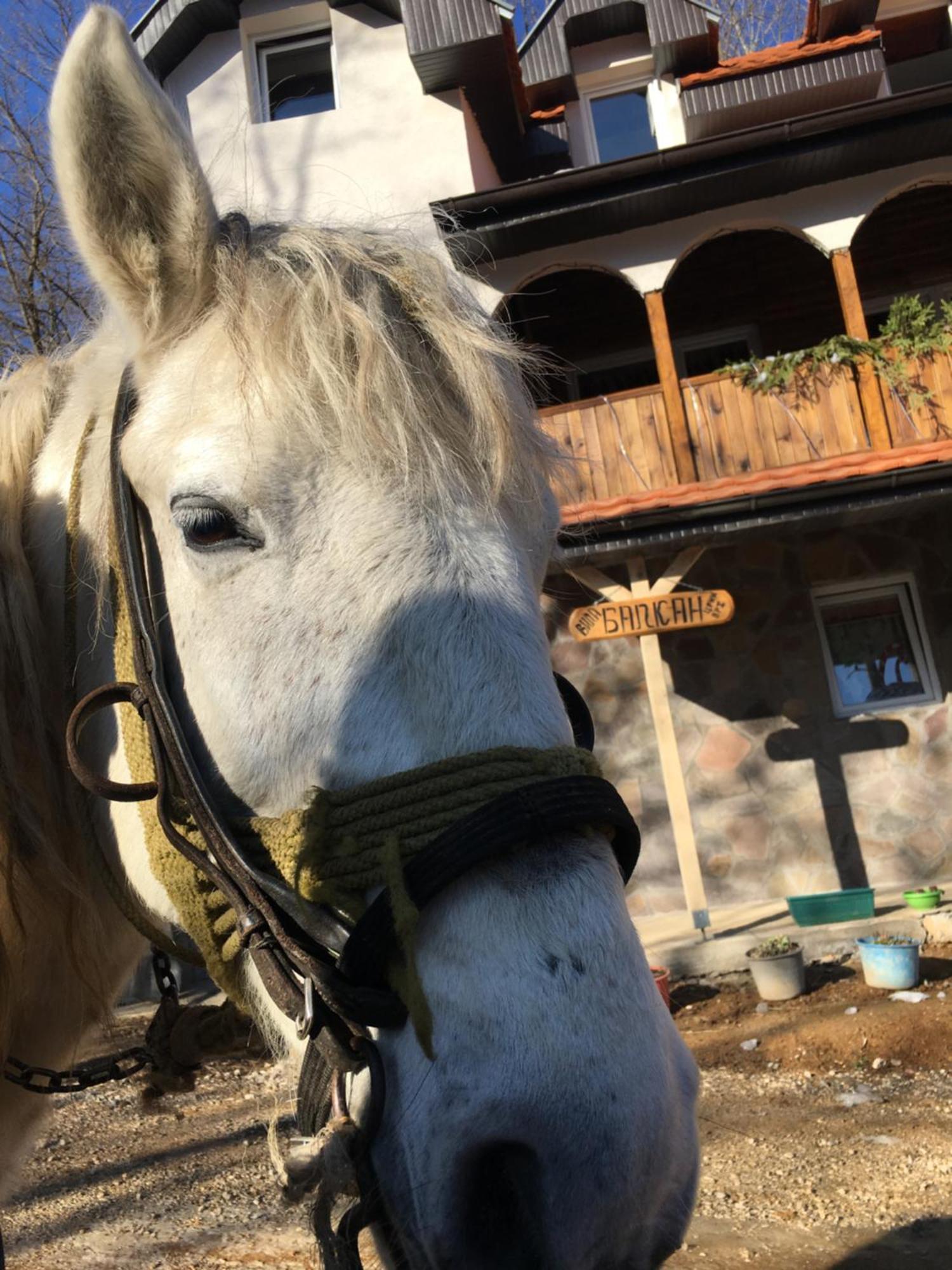 Kuca Za Odmor ,,Balkan” Crni Vrh Extérieur photo